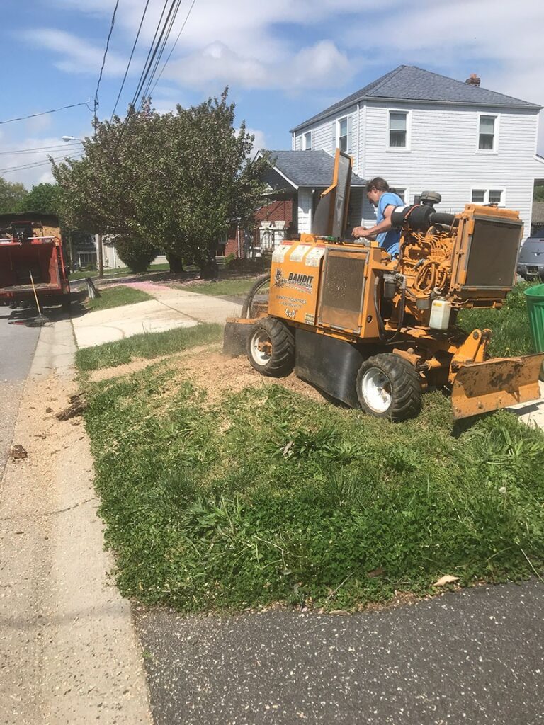 Ensure Your Trees are Strong and Healthy with Regular Tree Pruning and Trimming